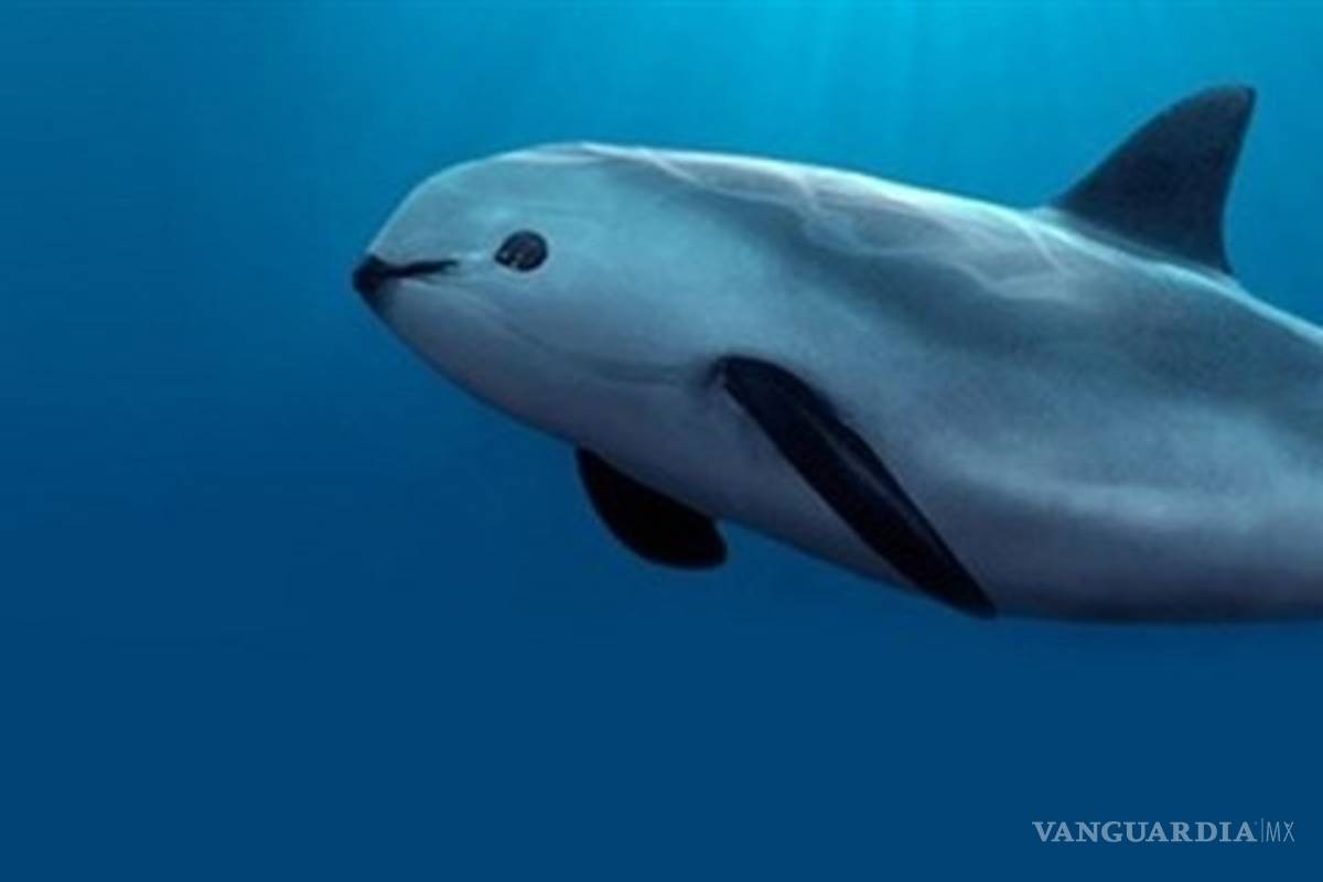 Alistan plan para proteger a la vaquita marina