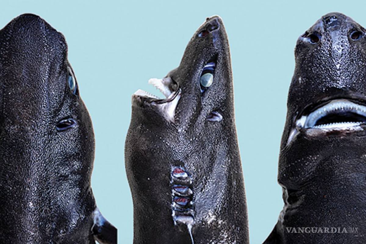 Descubren tiburon 'ninja'