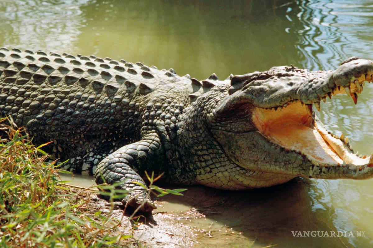 Cocodrilo ataca a turista ebrio que orinaba en laguna de Cancún