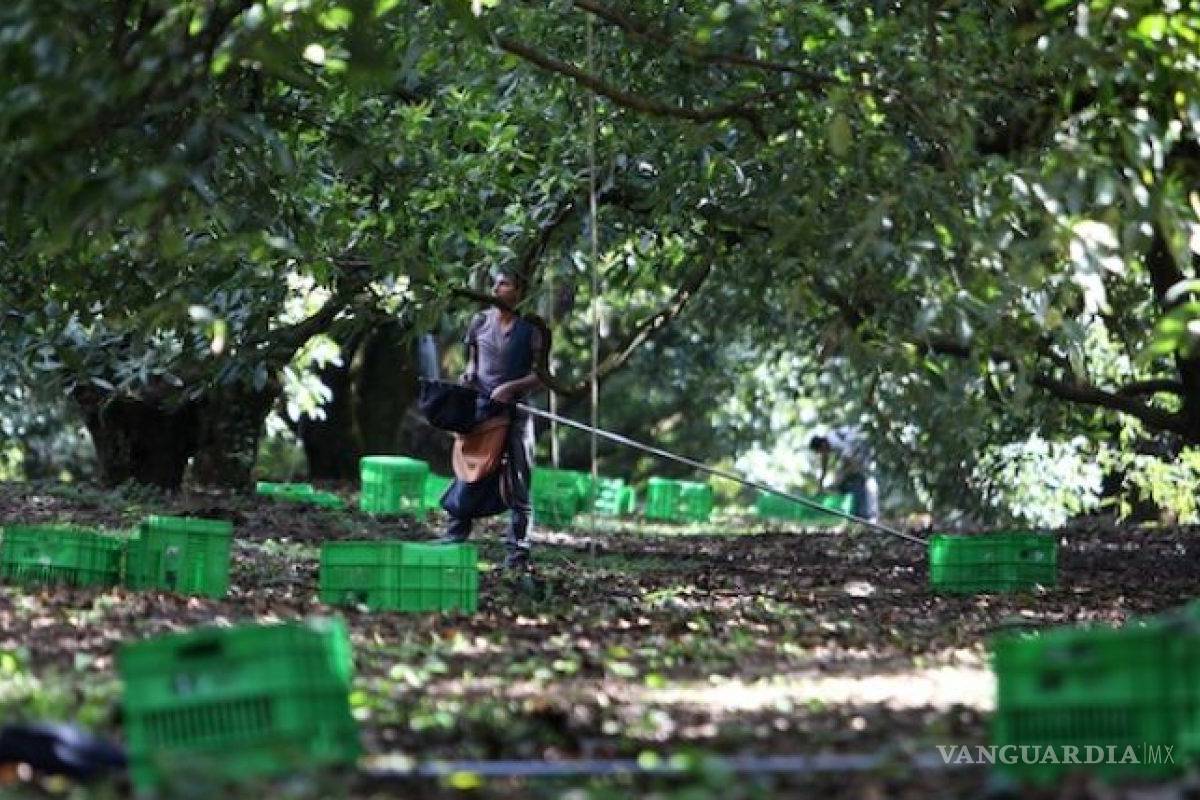 Gobierno de Estados Unidos lanza alerta y advertencia al Estado de Michoacán en especial a la zona aguacatera