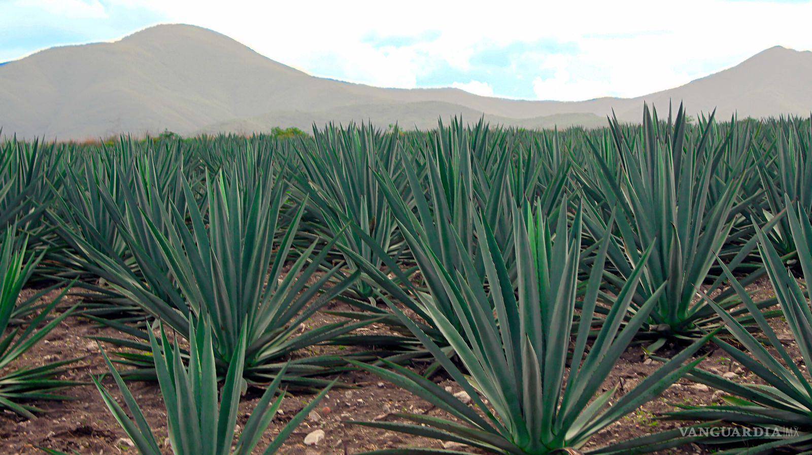 $!Con un 95% del mezcal del país producido en Oaxaca, la feria se enfoca en destacar la producción artesanal.