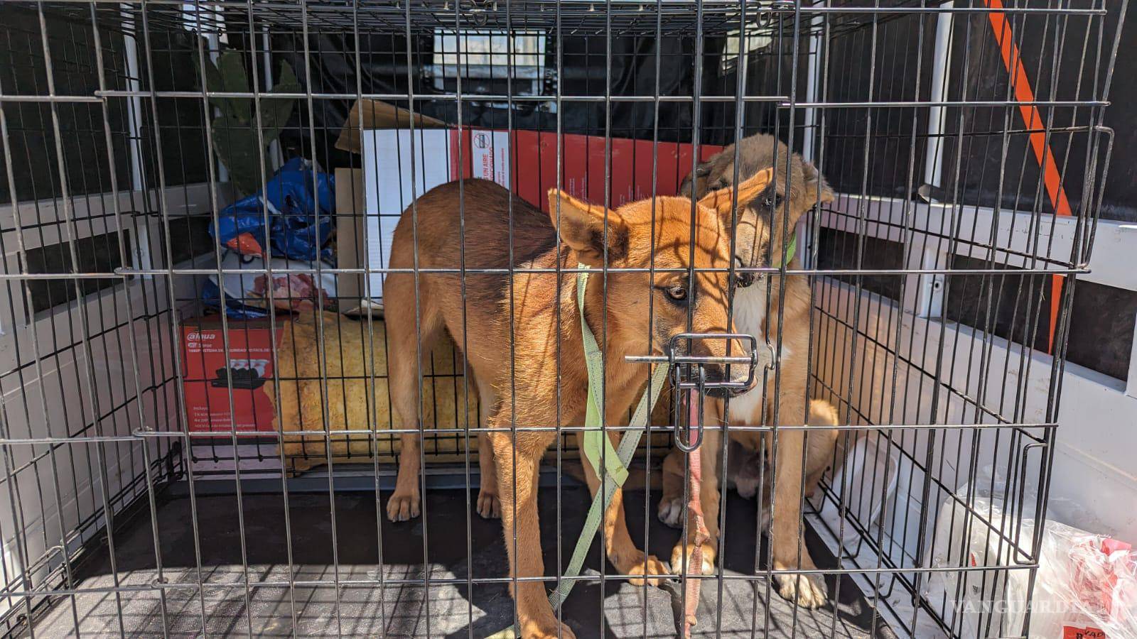$!Daniel transporta a dos mascotas en su mototaxi, ofreciendo un servicio vital para aquellos que no tienen otra forma de mover a sus animales.