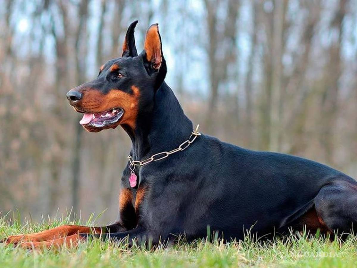 $!¿Cuáles son las 10 razas de perros más inteligentes?