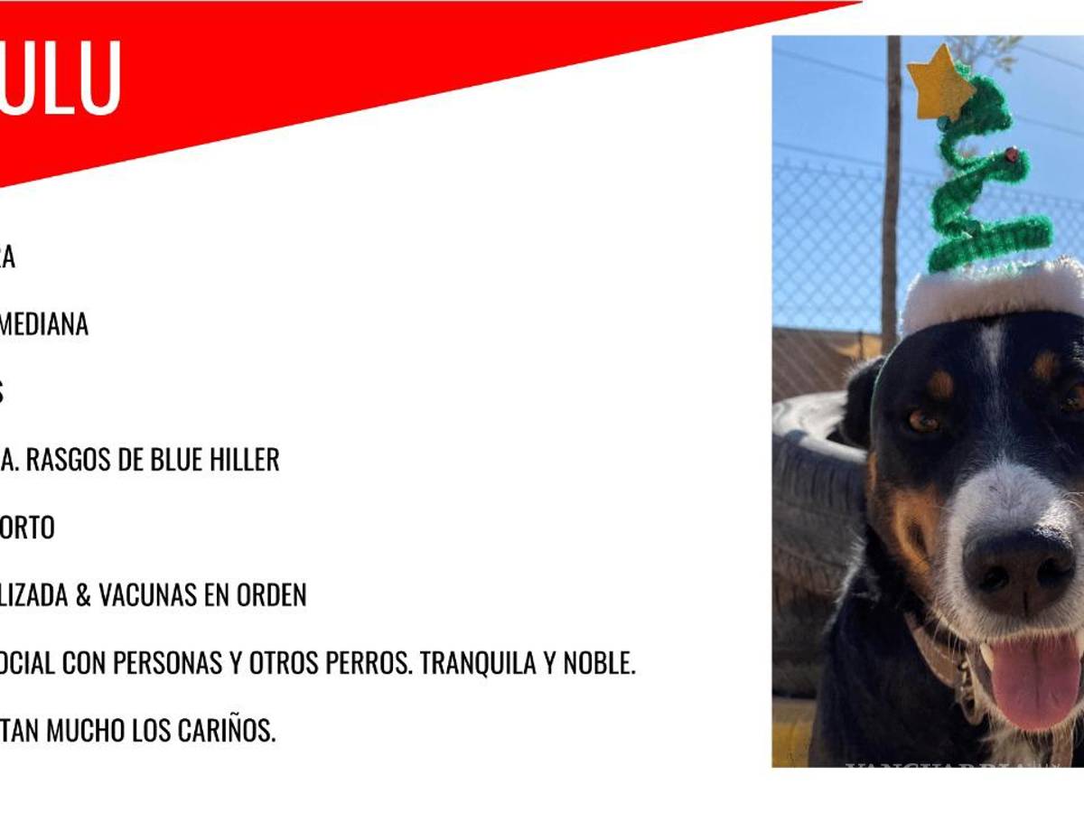 $!Santa Paws llegó a la ciudad