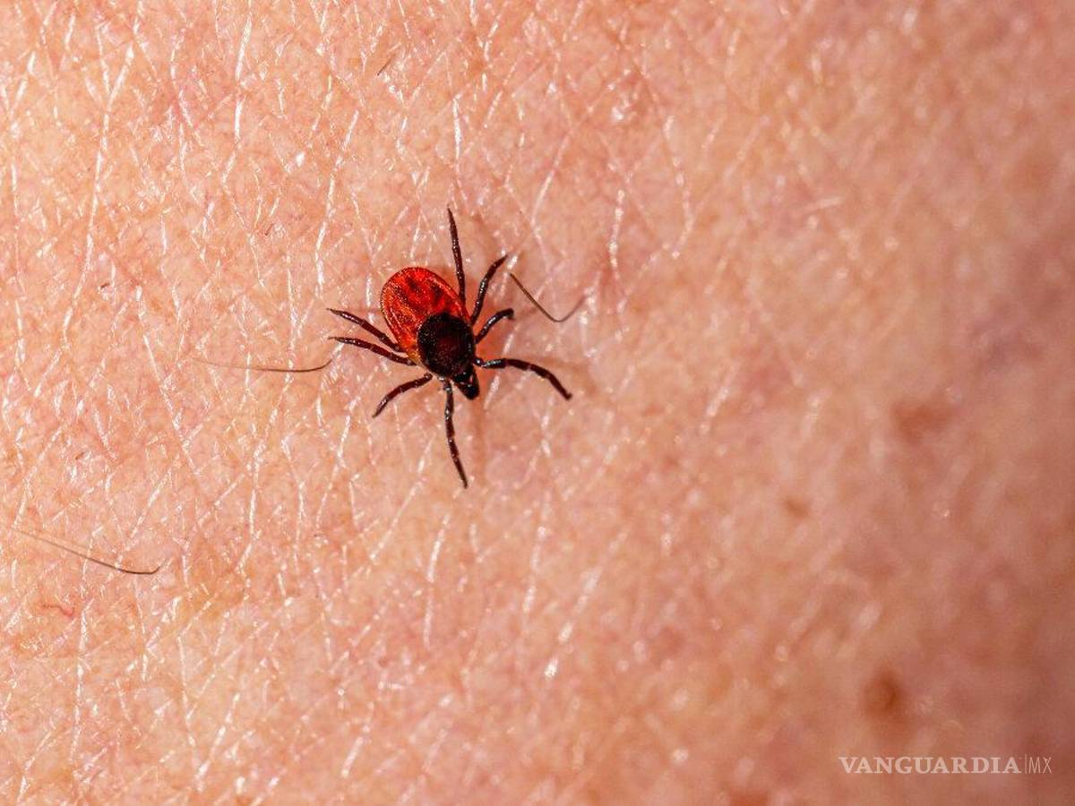 $!Especialistas sugieren atenderse inmediatamente en caso de presentar síntomas de esta enfermedad.