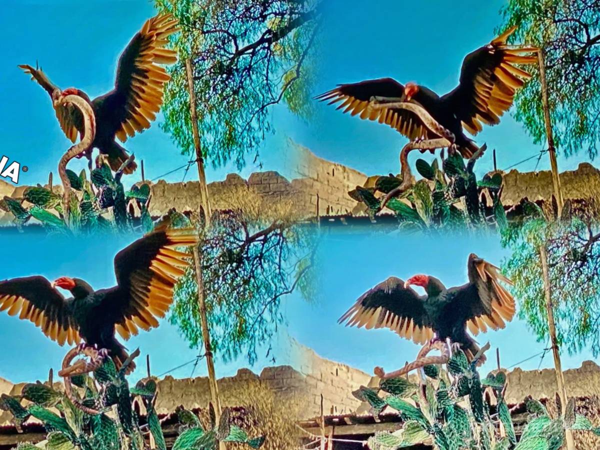 $!No es un águila real, porque está en vias de extinción. Es un buitre, devorando a una serpiente sobre la nopalera mexicana.