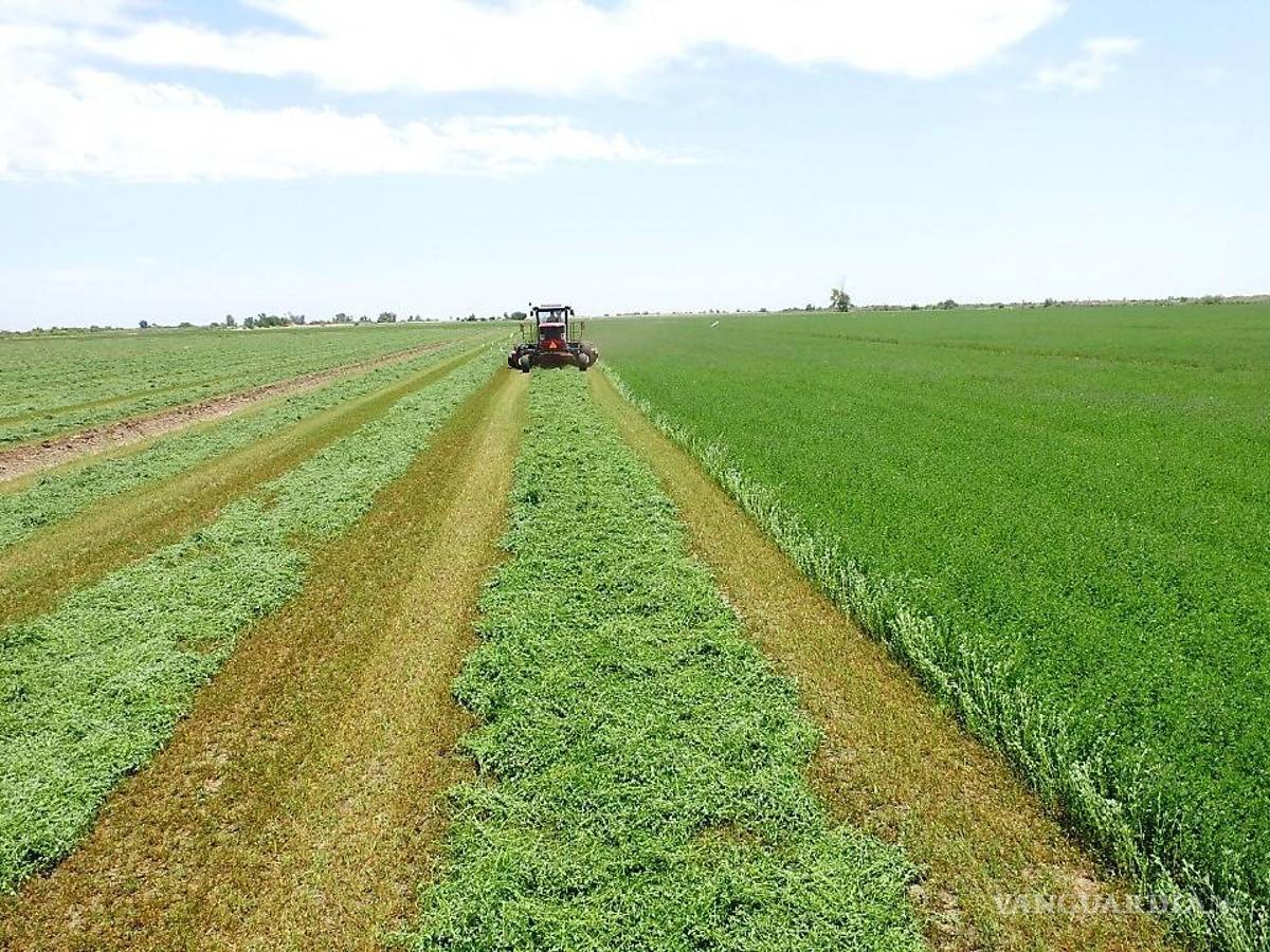 $!La alfalfa, base de la producción lechera de la Comarca Lagunera, amenaza con escasez.