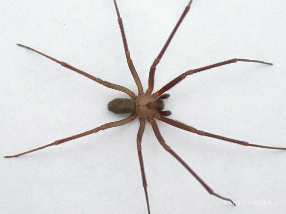 $!Aunque la mordedura de araña violinista no siempre es letal, puede causar efectos graves, como necrosis en la zona afectada.