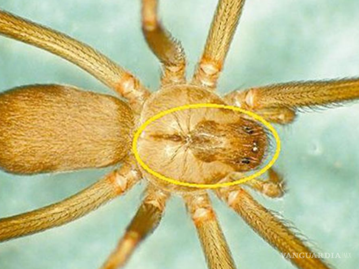 $!La mordedura de una araña violinista puede generar serias complicaciones de salud, sobre todo en infantes, adultos mayores y animales de compañía.