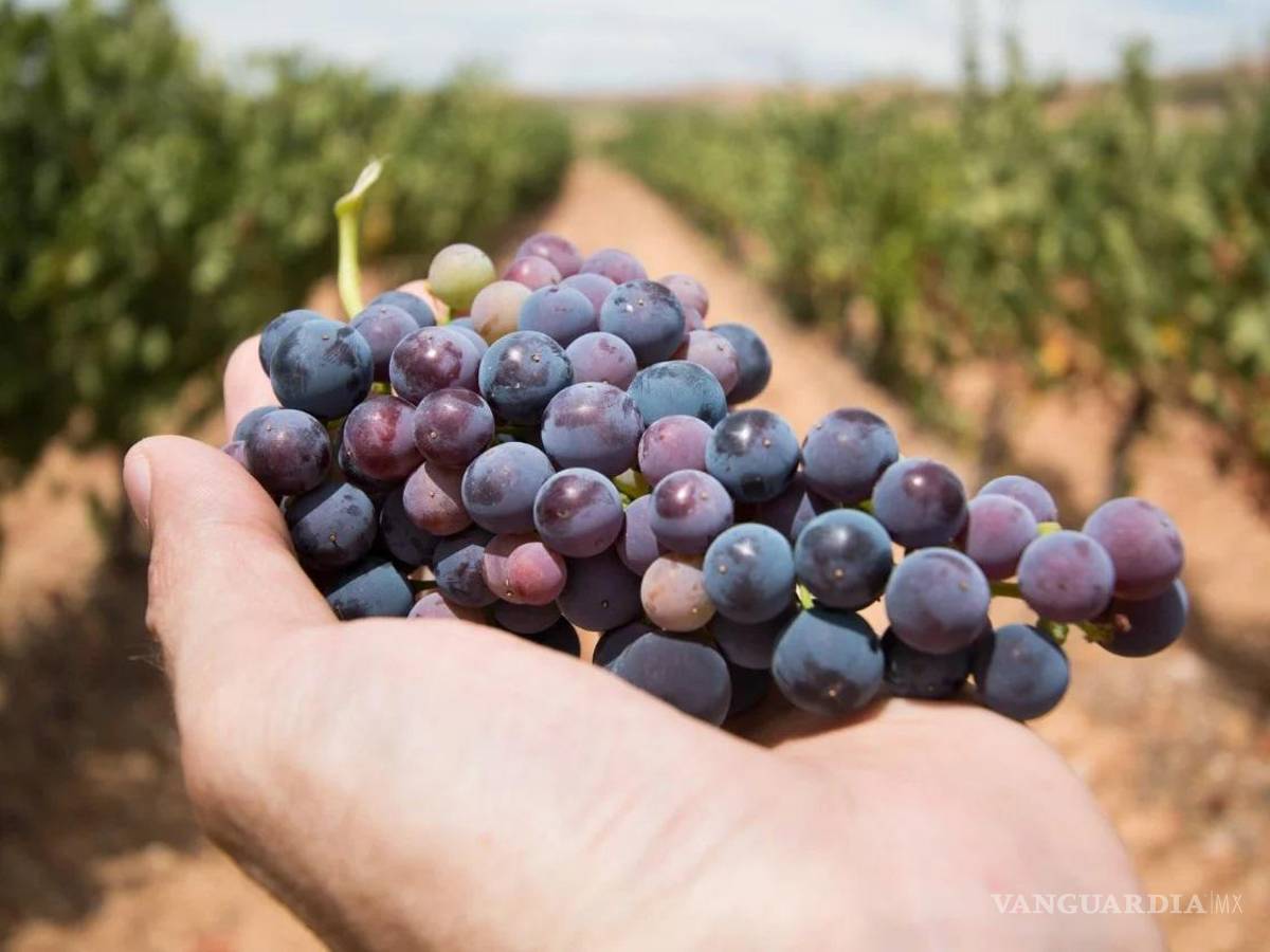 $!La uva de Parras es de una reconocida calidad internacional.
