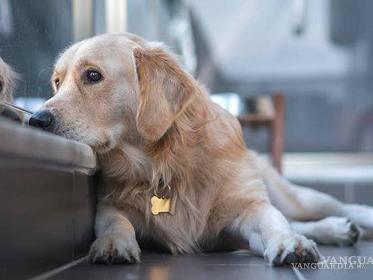 $!Recomendaron buscar otras formas de celebración y esparcimiento que eviten el estrés y la posible muerte de animales.