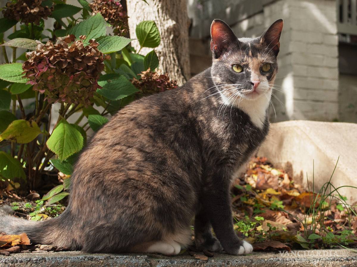 $!¿Cuántos gatos viven en la calle?, en Washington&nbsp;van a realizar un censo