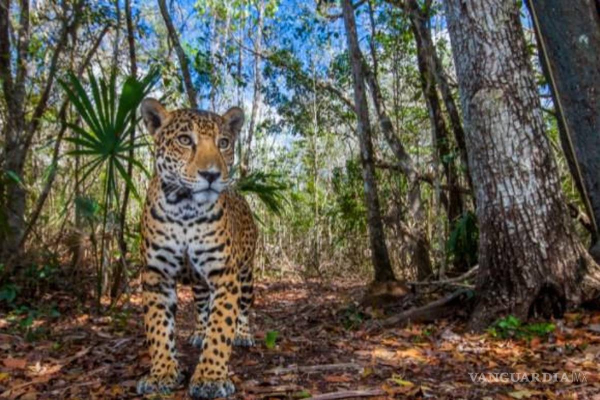 El jaguar encabeza la lista de las ocho especies que son amenazadas y afectadas por el Tren Maya, obra de la 4T
