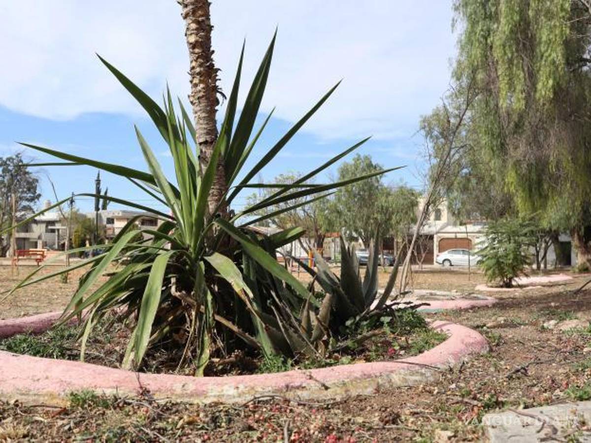 $!Los árboles, en algunas plazas, no están colocados estratégicamente para dar sombra.