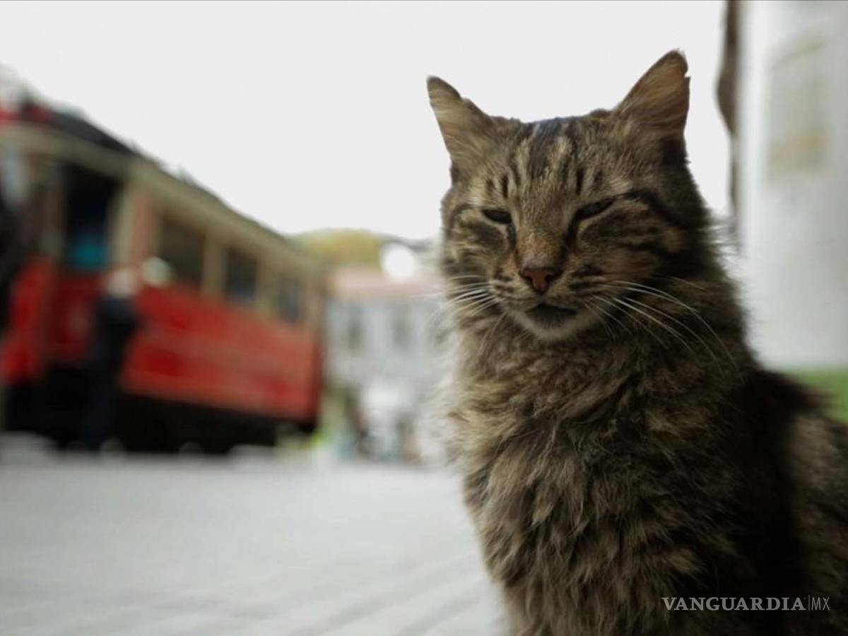 $!Hombre contagia a su gato con coronavirus en Bélgica