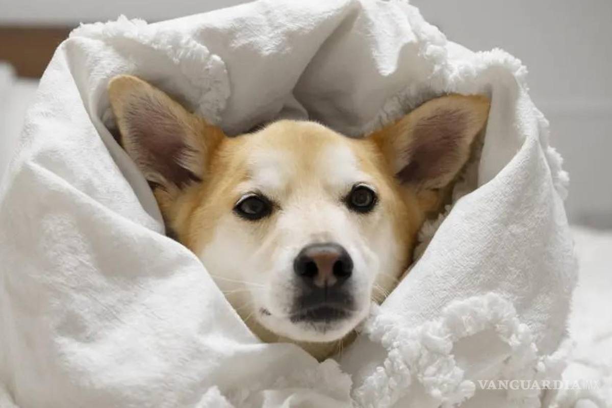 Acuña: Llaman a reforzar cuidados de mascotas por bajas temperaturas