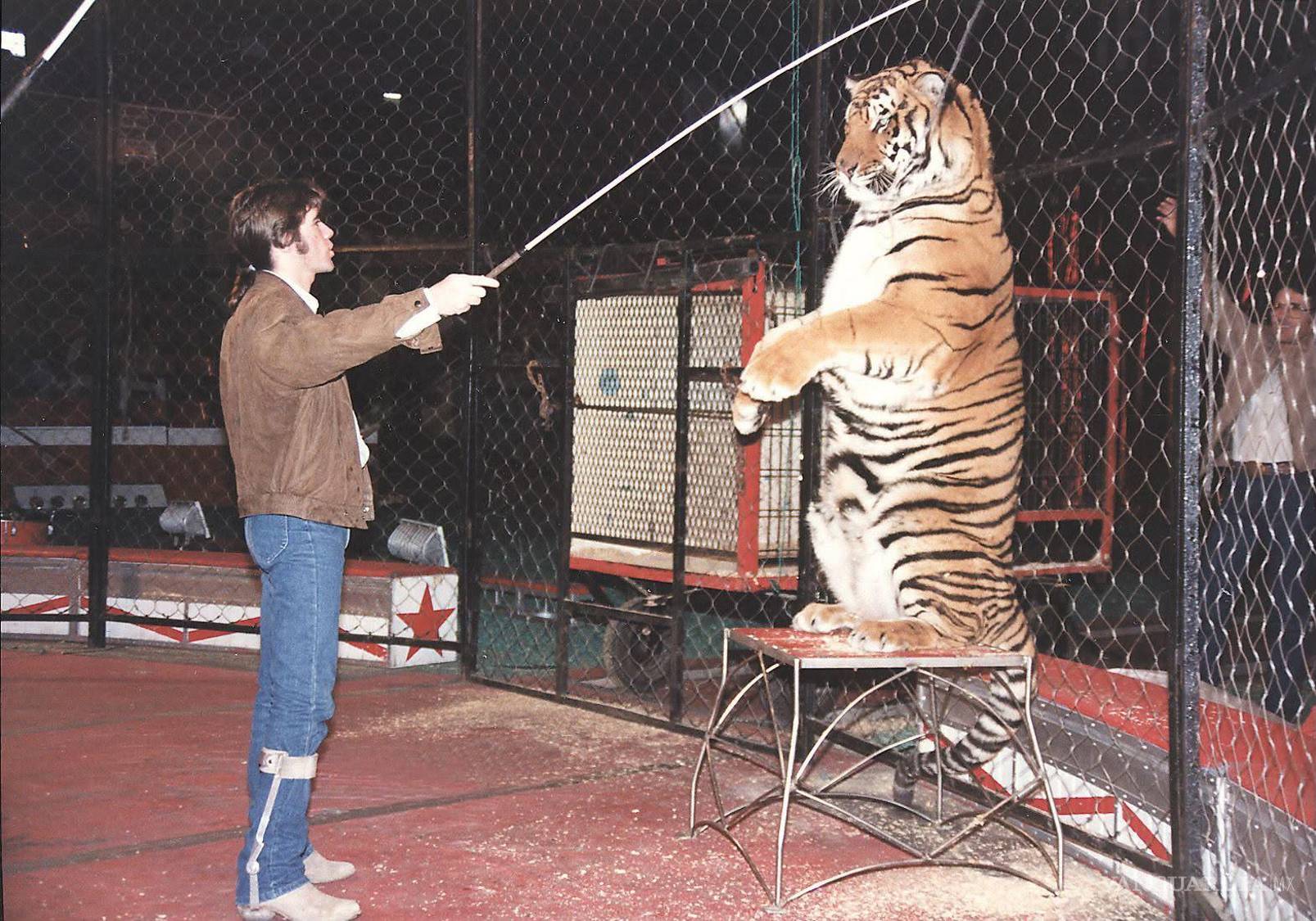 $!La biografía de Glison acumuló escenas difíciles de encajar en una trayectoria convencional. En esta imagen aparece frente a un tigre, otro episodio de una vida marcada por su cercanía con animales y situaciones de riesgo.