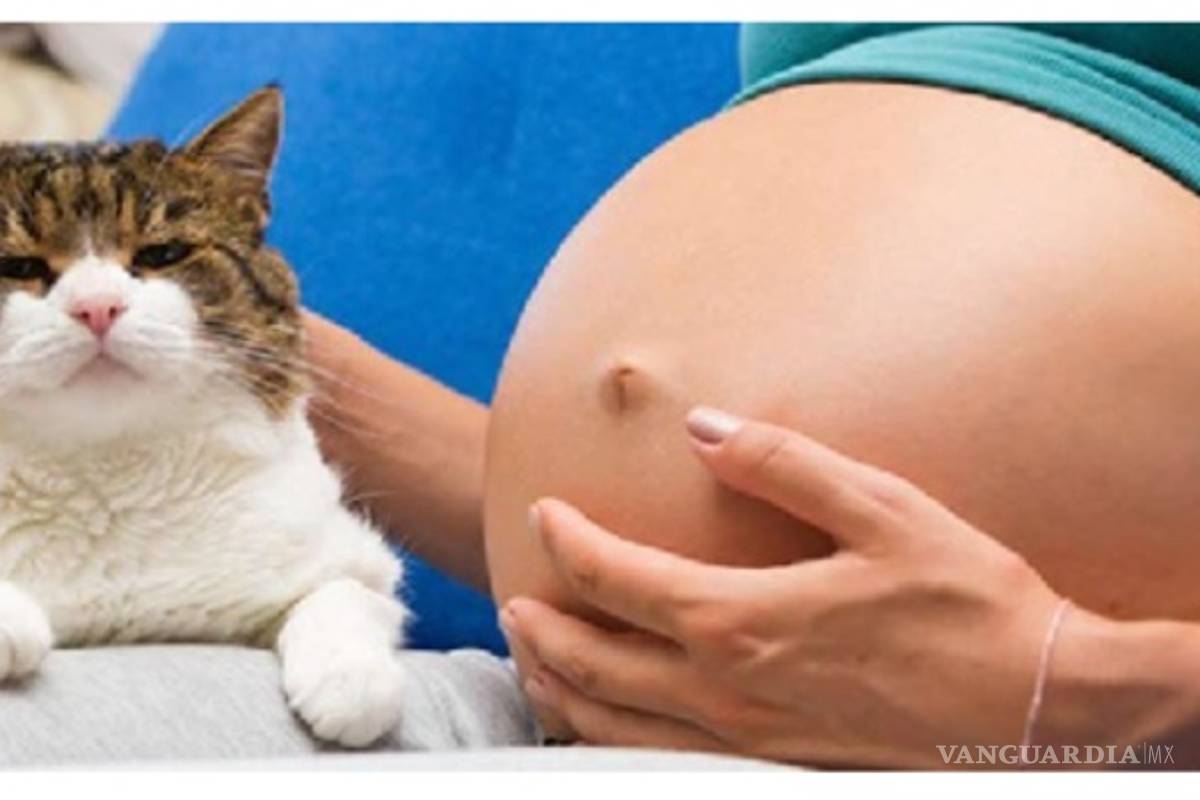 ¿Embarazada? Lo que debes saber acerca de la Toxoplamosis