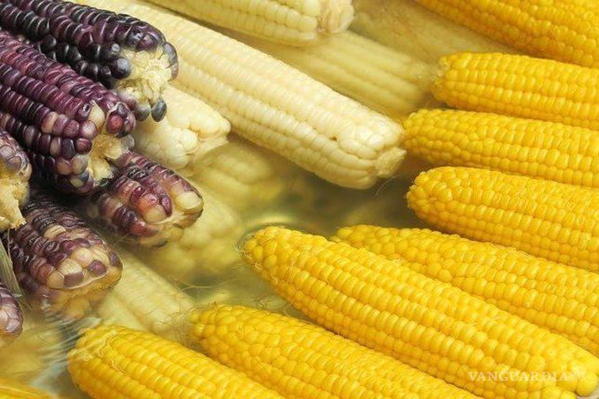 Senadores de EU piden consultas contra México, por prohibir maíz transgénico