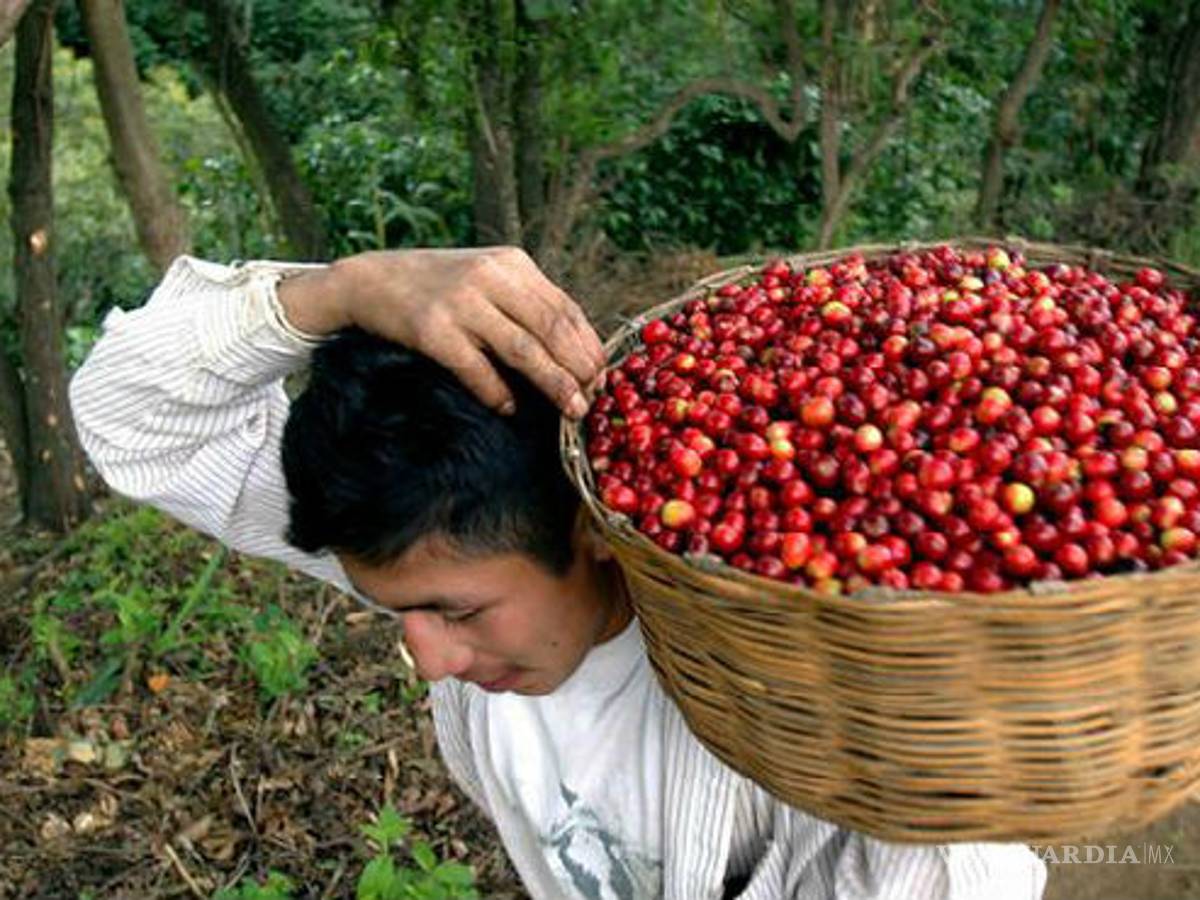 $!Café mexicano, con aroma a crisis