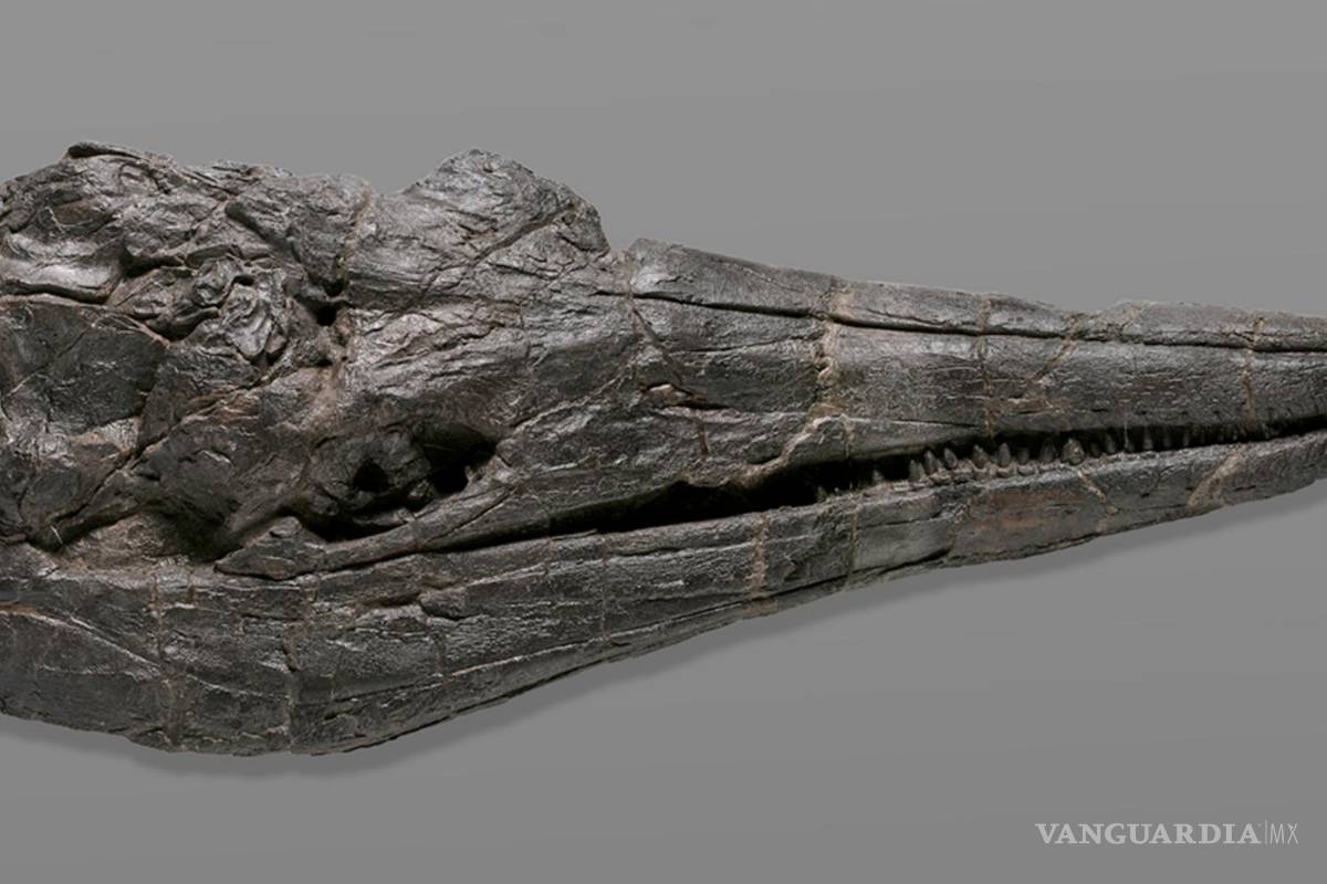 Los ictiosaurios, los primeros gigante en la Tierra