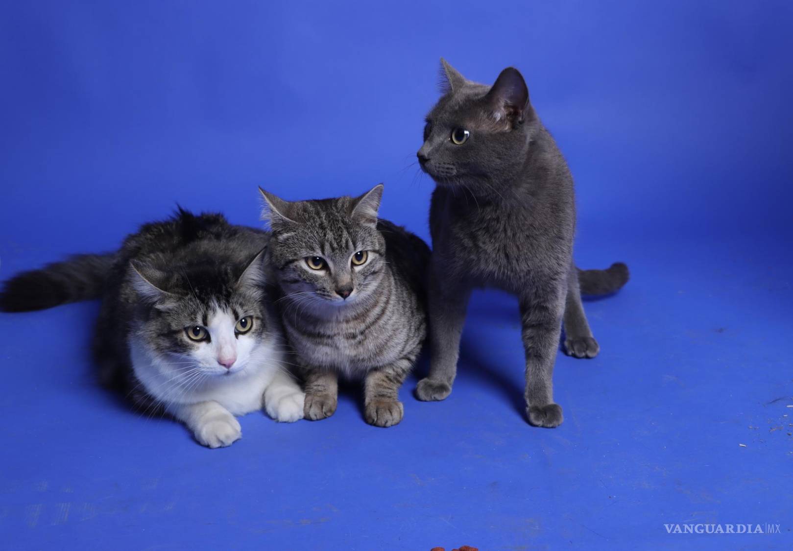 $!Las Katdashians junto a Michi.