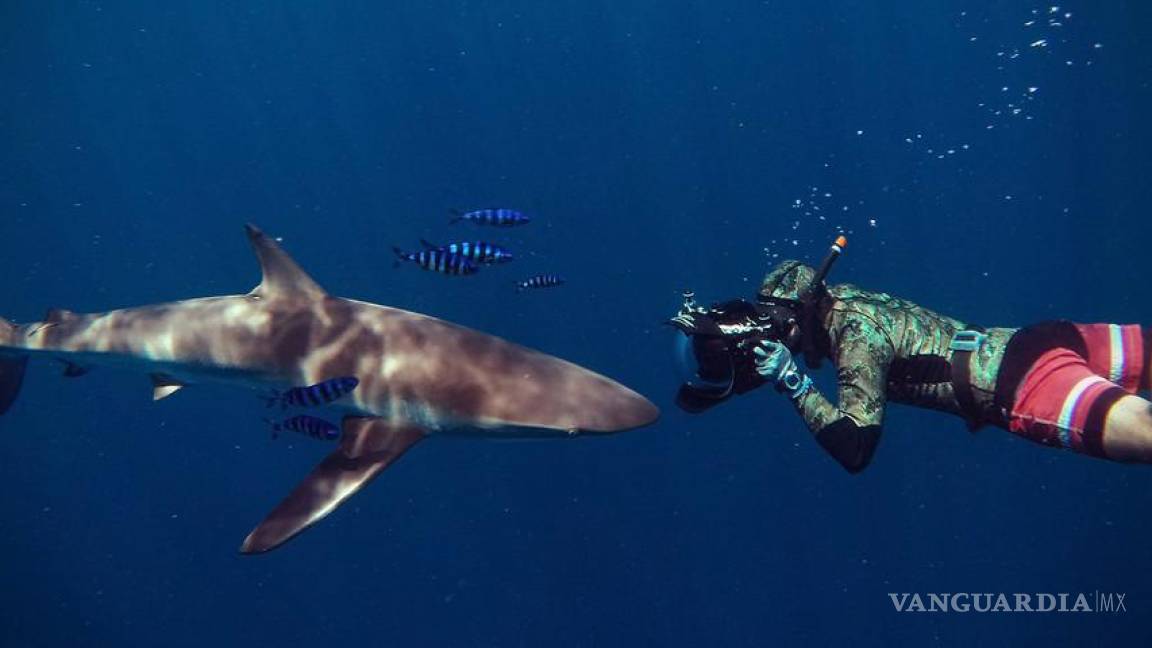 En México los tiburones valen más vivos que muertos