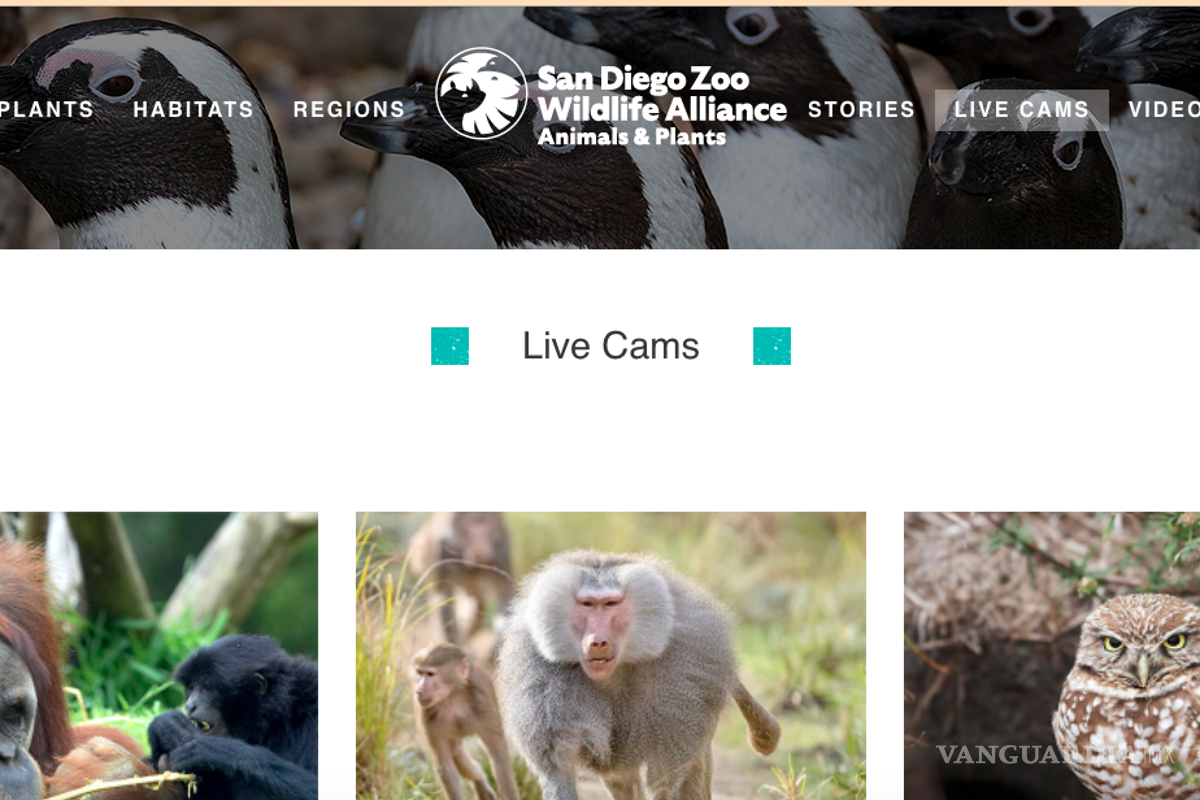 $!Viaja desde casa en estos sitios de internet