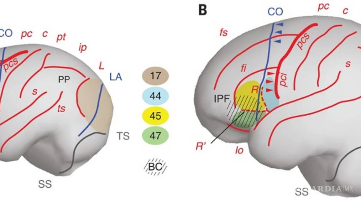 $!Nuestro cerebro logró su evolución en África hace unos 1.7 millones de años