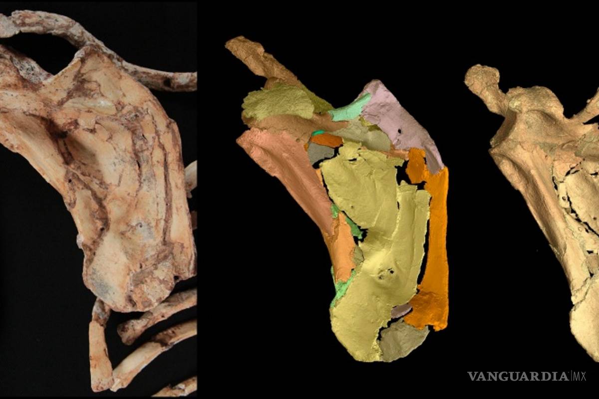 $!¿Cuándo los humanos y los simios se separaron?
