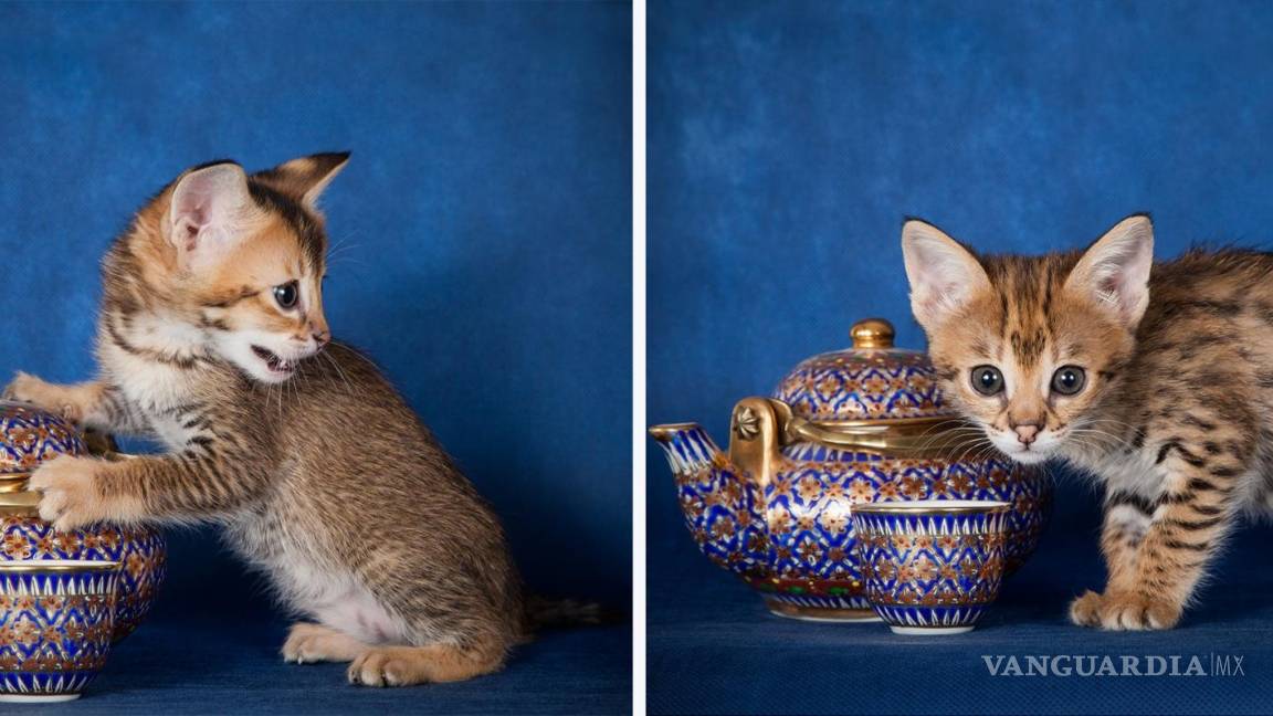 $!Gatito de la sabana, tetera y taza de té. EFE/HudsonAlpha