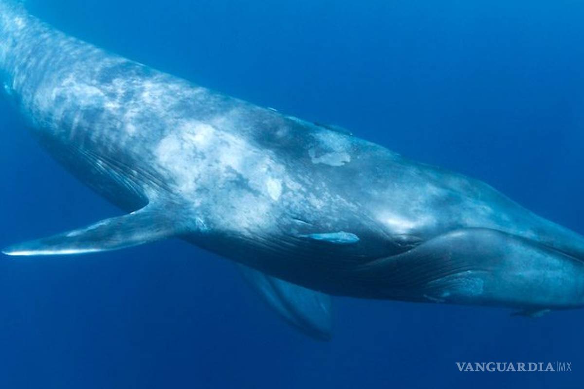 Las Ballenas azules son diestras a profundidad y zurdas en la superficie