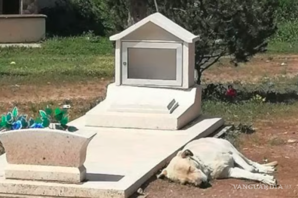 El ‘Hachiko’ de Saltillo; perrito no se separa de la tumba de su amo