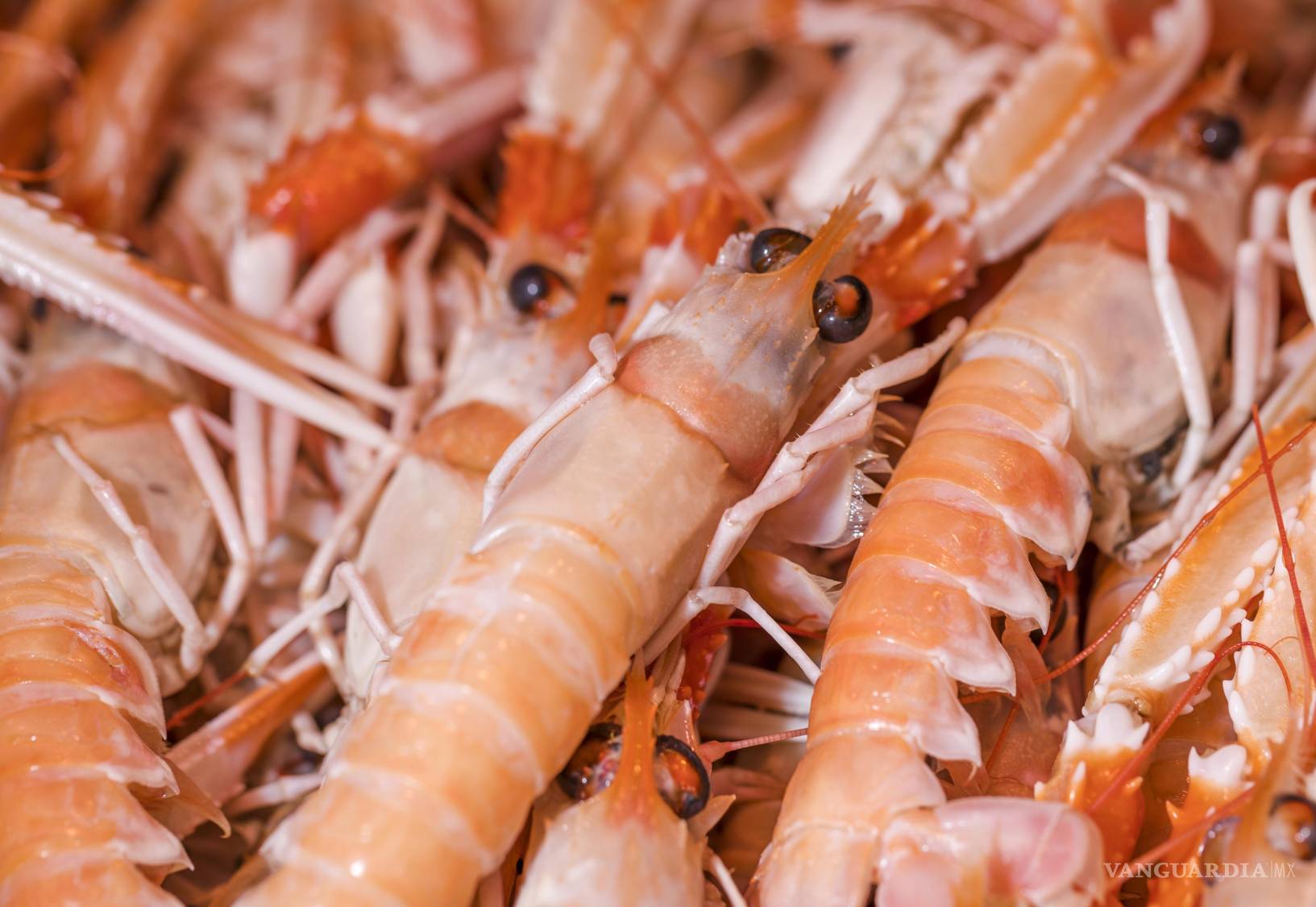 $!Los investigadores suizos utilizaron como pinzas de agarre, dos exoesqueletos de ‘Nephrops norvegicus’ (‘cigala’), un crustáceo muy apreciado en el ámbito culinario y similar a los de esta imagen.