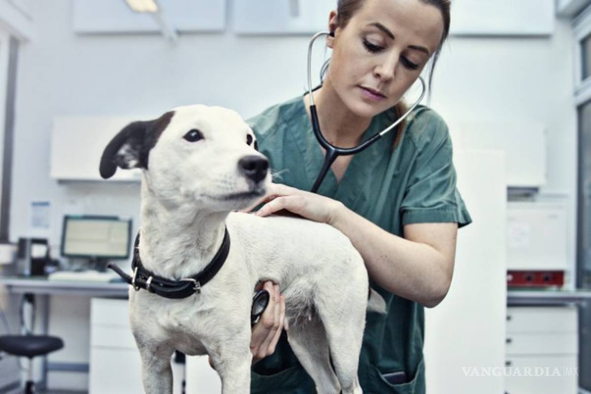 Misteriosa enfermedad ataca a perros en Noruega; más de 200 afectados