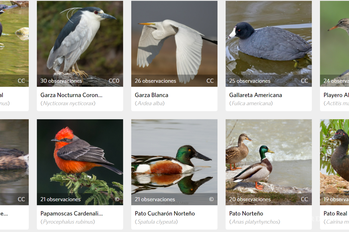 Saltillo: por sequía en NL, pelícanos, gansos y patos silvestres viajan a lago de la Ciudad Deportiva