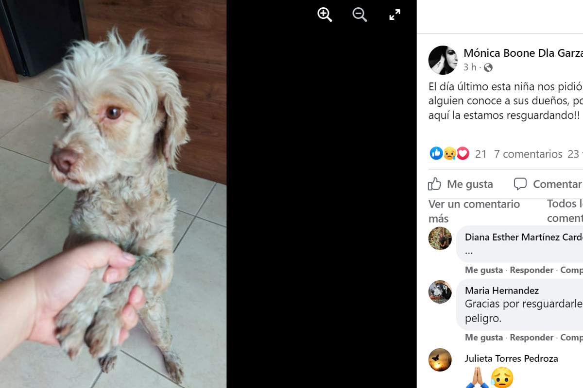 Saltillo: 19 mascotas siguen perdidas tras salir de sus casas por pirotecnia en fiestas decembrinas