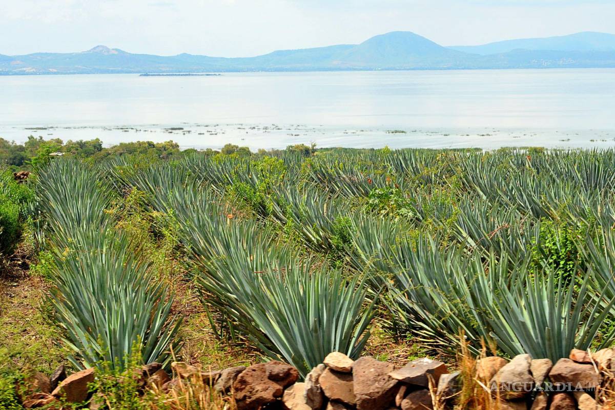 Agave de tequila ayuda a contrarrestar la osteoporosis: estudio