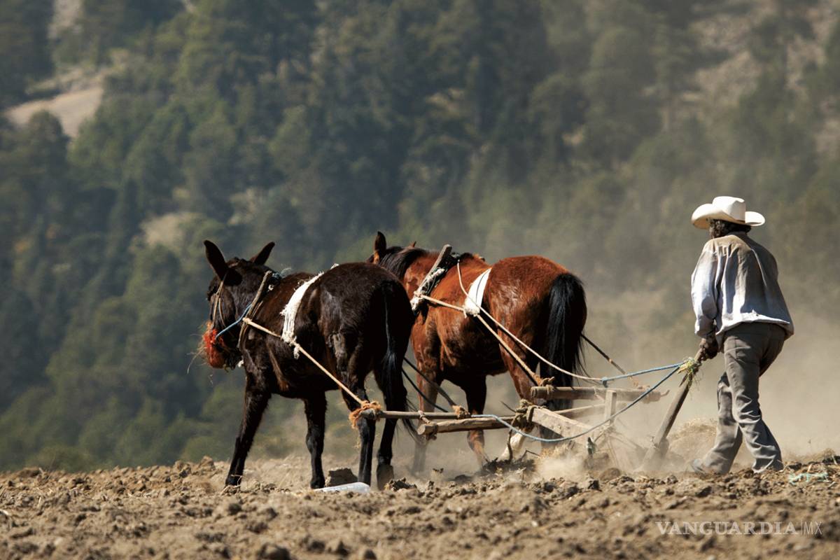 Los campesinos mexicanos no le temen a renegociación del TLCAN