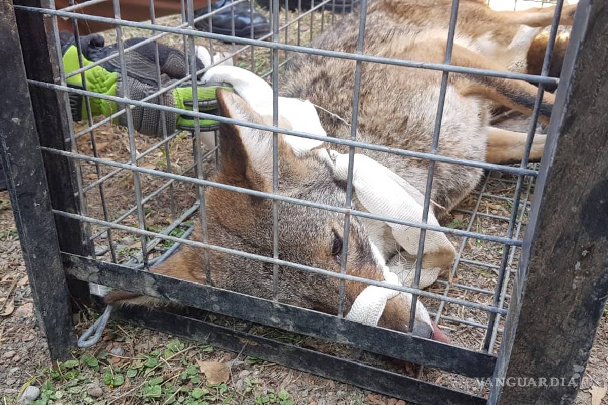 Reportan avistamiento de coyote en clínica del IMSS en Monterrey