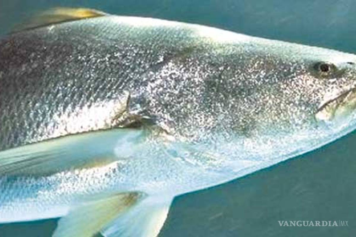 México, EU y China llegan a acuerdo para proteger a la tototaba