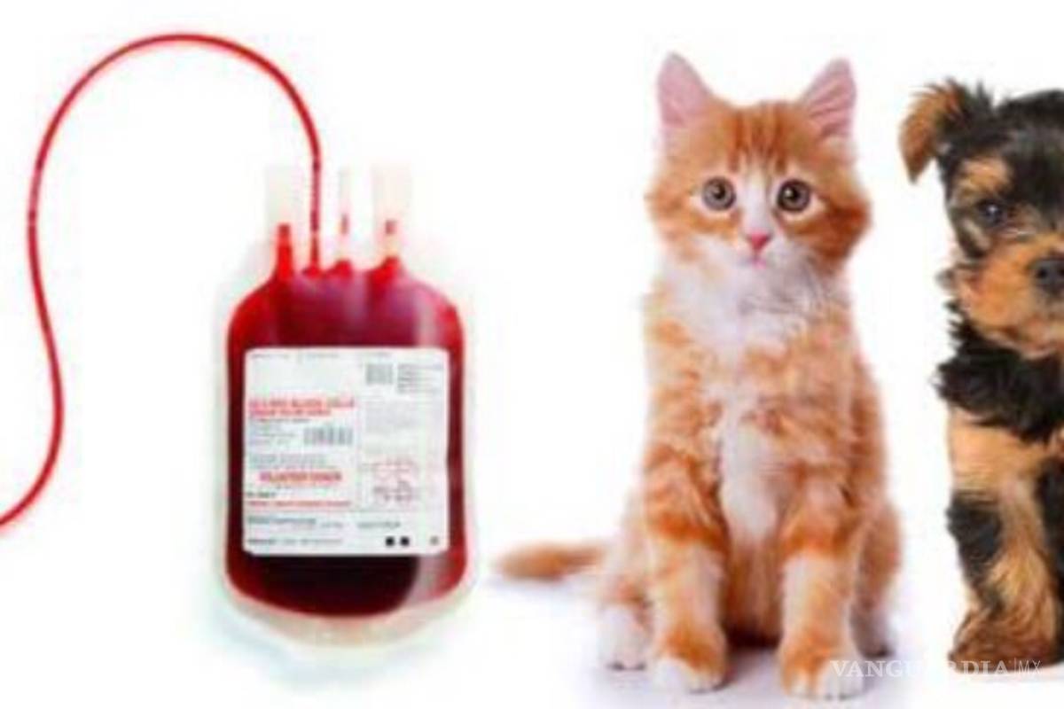 Donación de sangre: tu mascota también puede salvar vidas