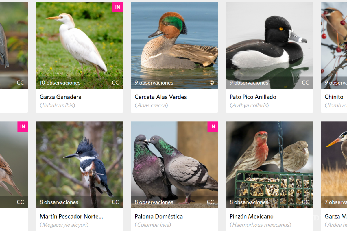 Saltillo: por sequía en NL, pelícanos, gansos y patos silvestres viajan a lago de la Ciudad Deportiva