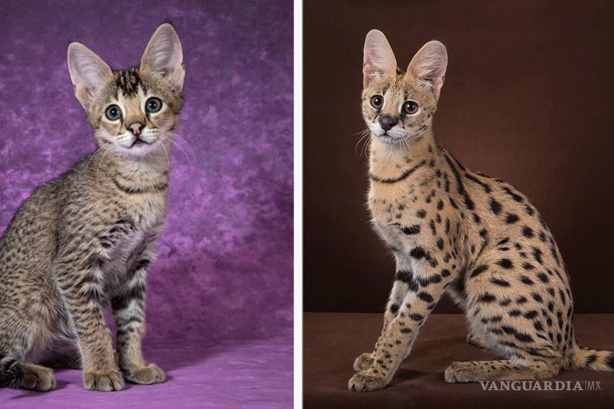 $!Dos tipos de felinos: la servalina (i) y el serval (d). EFE/HudsonAlpha