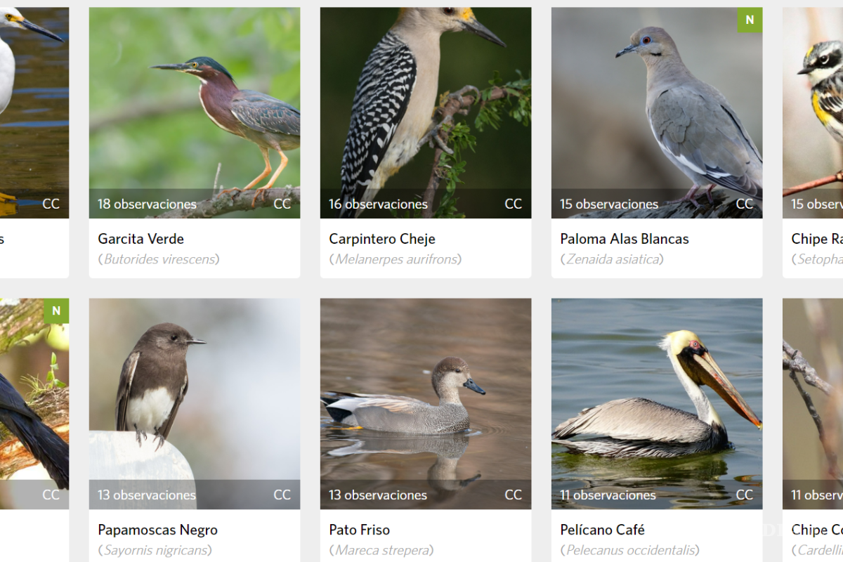Saltillo: por sequía en NL, pelícanos, gansos y patos silvestres viajan a lago de la Ciudad Deportiva