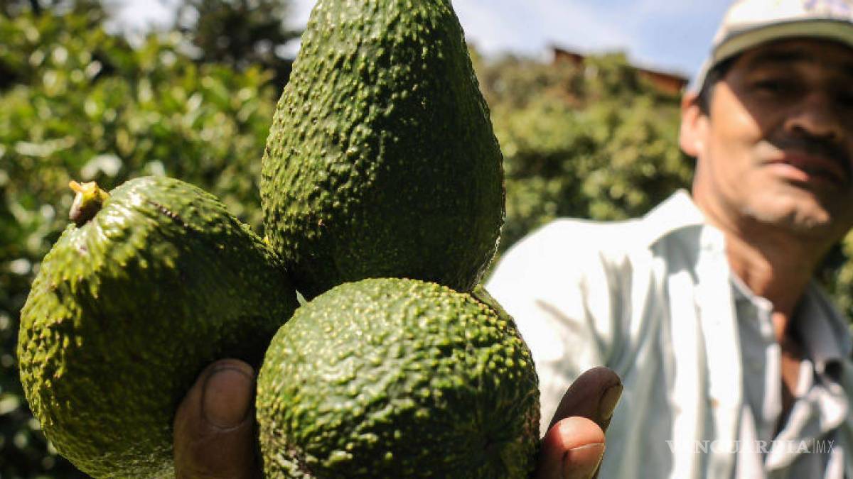 México tiembla, Colombia busca conquistar mercado mundial del aguacate