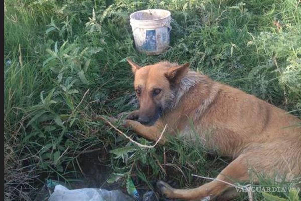 Denuncian en ejido de Matamoros envenenamiento masivo de perros y gatos; han muerto 40 animales