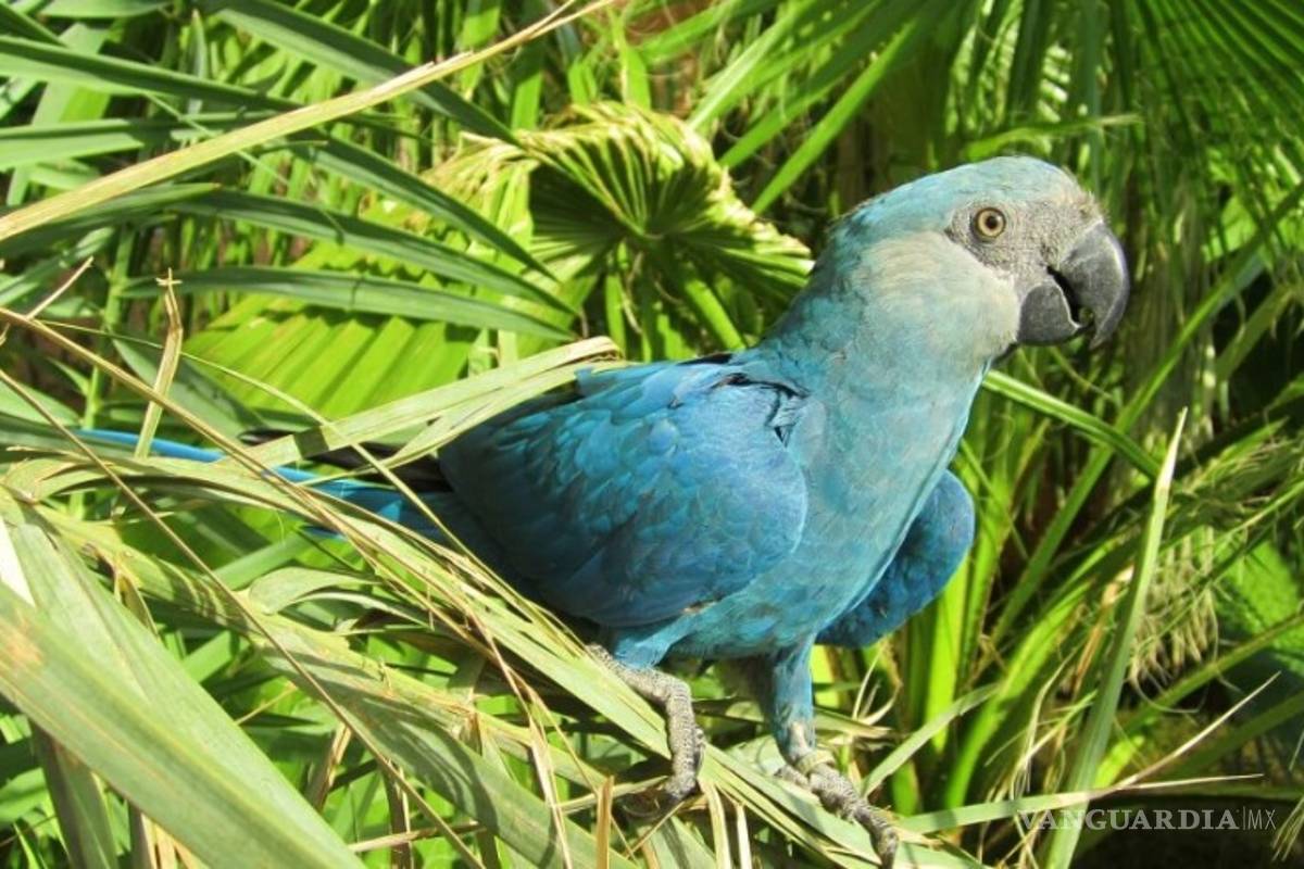 Prácticamente ya no existe el guacamayo de Spix, el que salió en la película Río