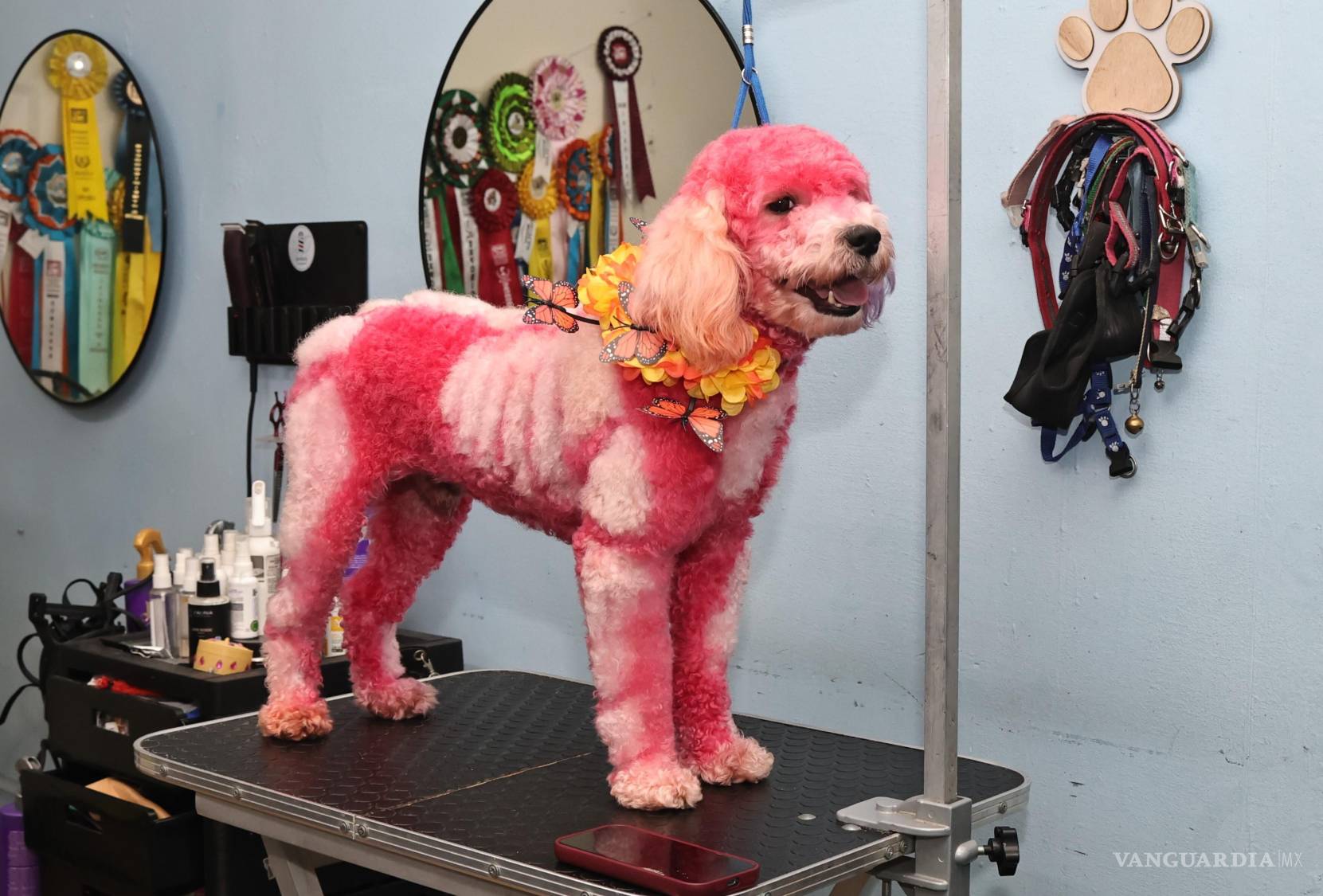 $!El proceso de colorimetría dura entre 40 minutos y tres horas, e incluye pausas obligatorias para garantizar la tranquilidad y el descanso del perro.
