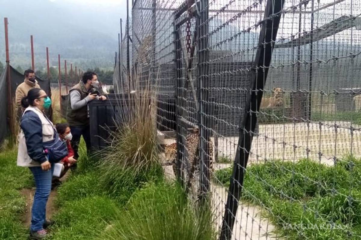 Recupera Profepa a 190 felinos abandonados y maltratados en santuario